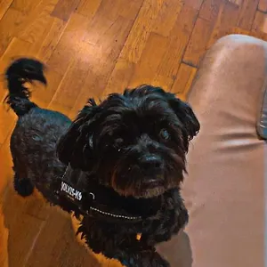 Black Dog
